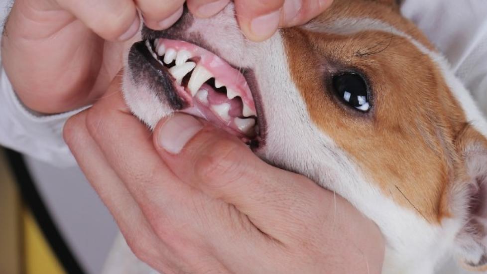 Dog cavity outlet treatment